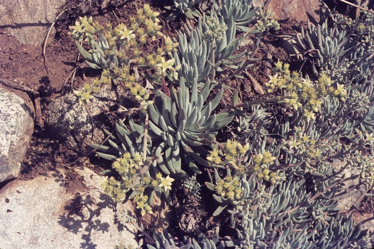 Dudleya verde 8