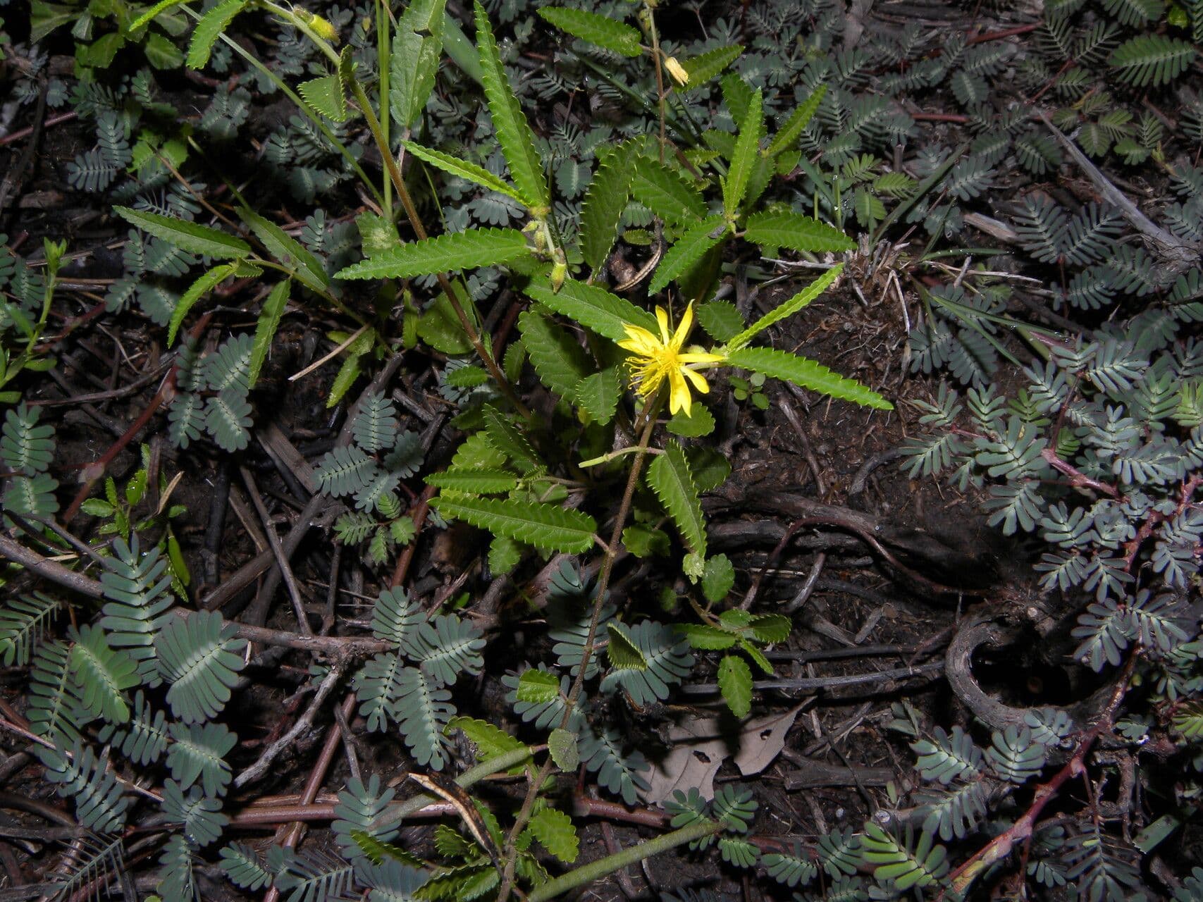 Corchorus hirtus 3