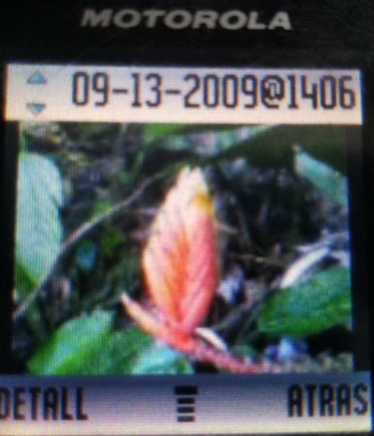 Heliconia episcopal 10