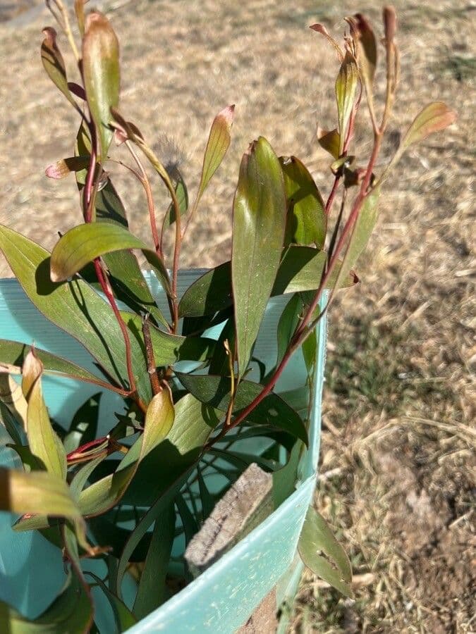 Weidenblättrige Hakea 13