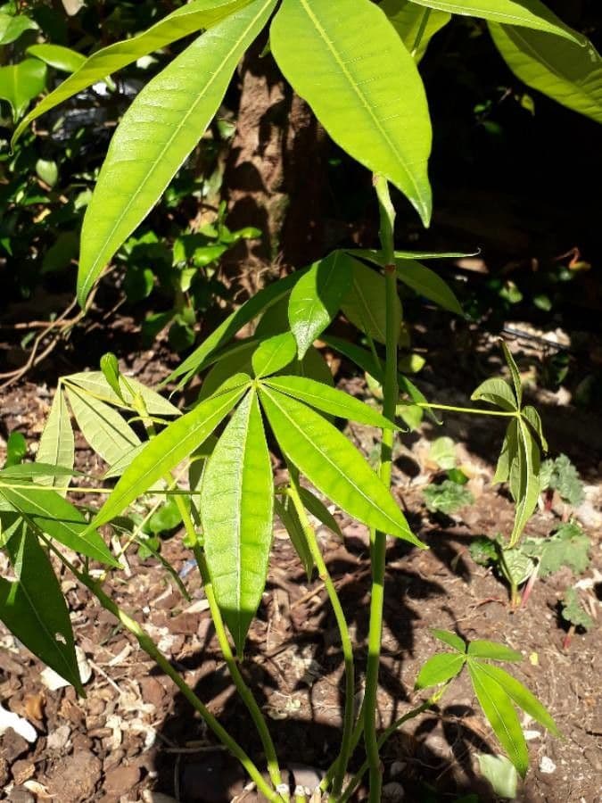Pachira glabra 13