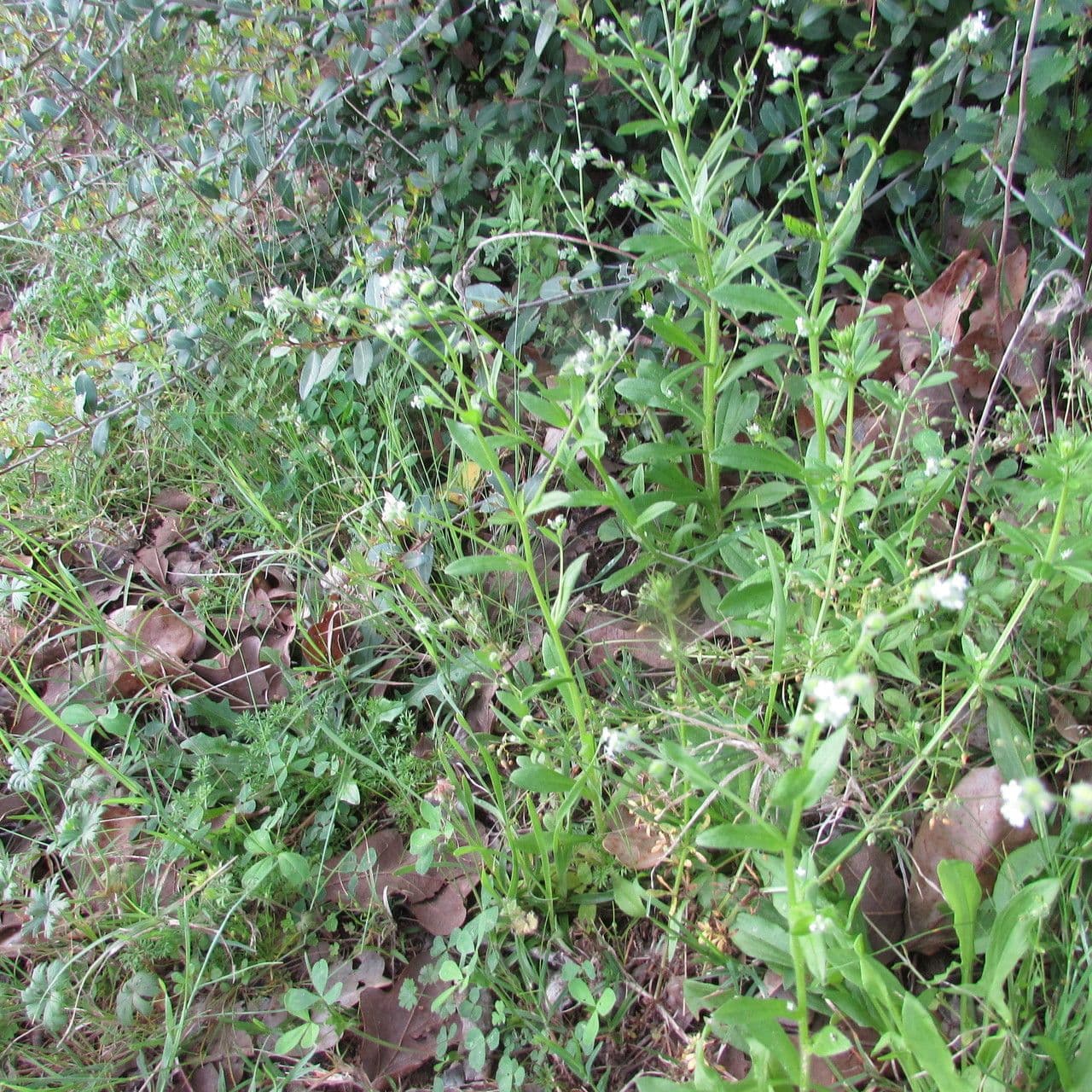 Myosotis de printemps 3