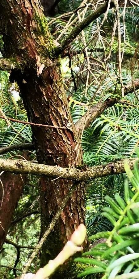 Torreya cinese 9