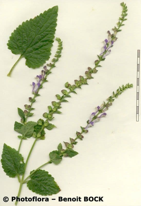 Scutellaria altissima 24