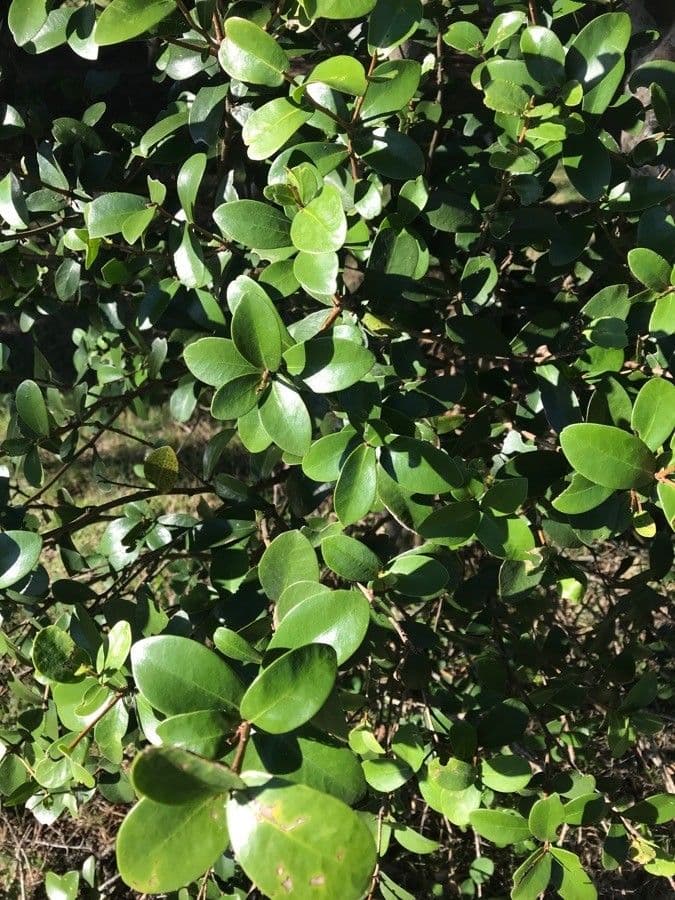 Daphnopsis 10