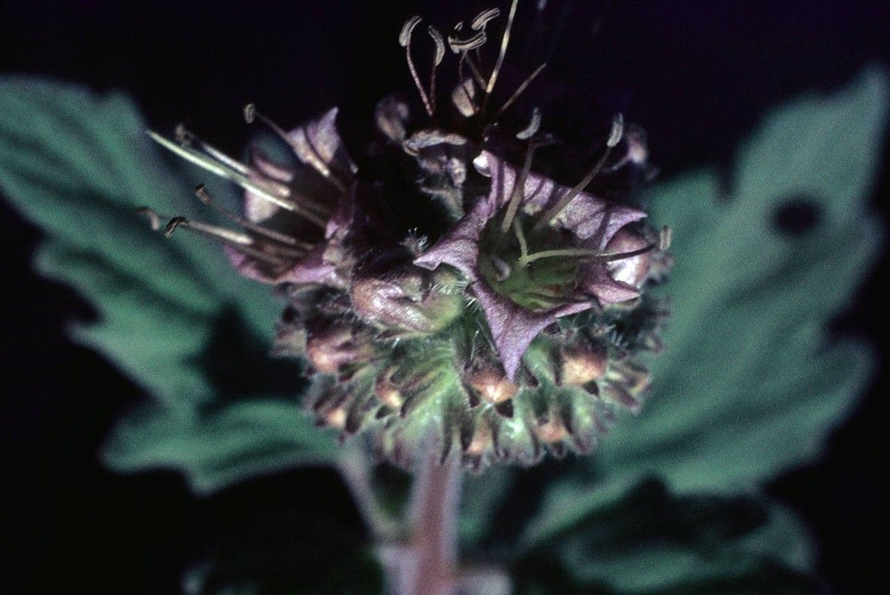 Facelia idrofilloide