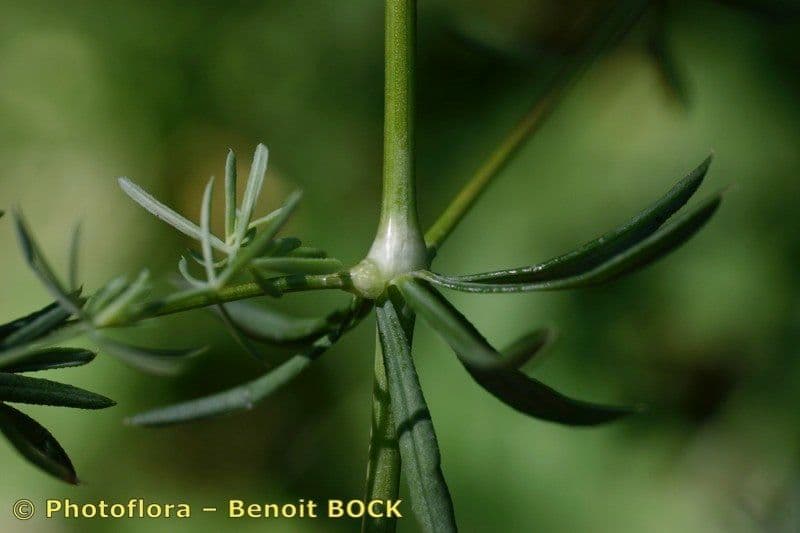 Rubia glauca 22