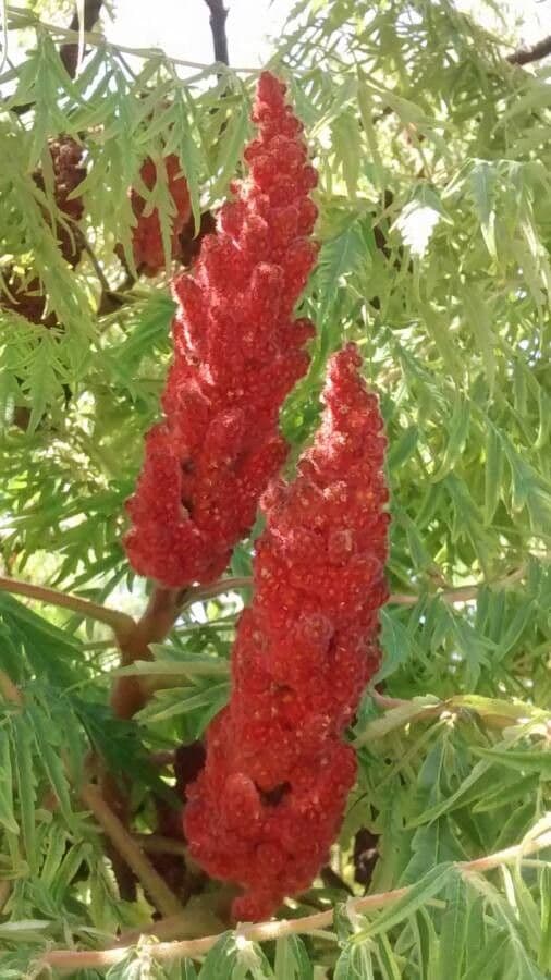Essigbaum 5