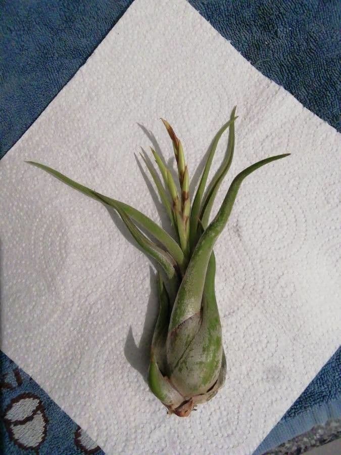 Tillandsia pancia 16