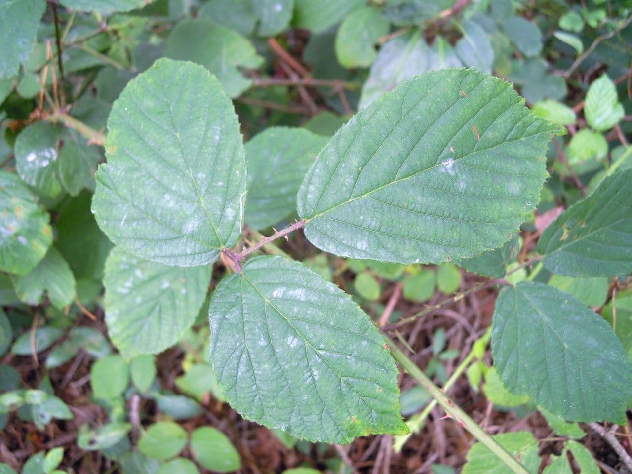 Brown-stemmed bramble 5