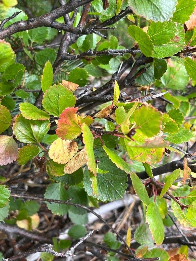 Resin birch 4