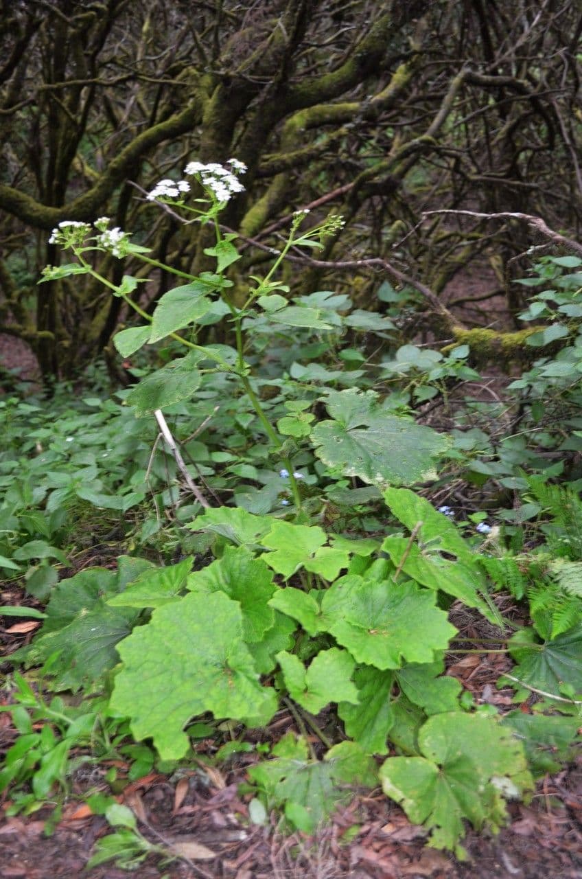 Pericallis 9