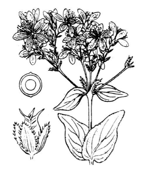 Erba di San Giovanni perforata 27