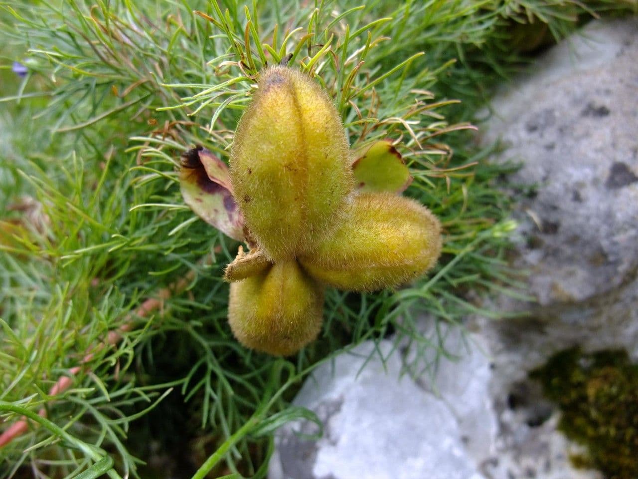 Schmalblättrige Pfingstrose 5