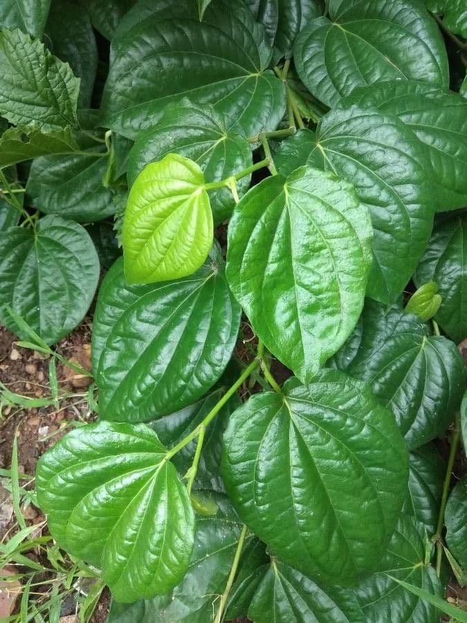 Kajep pepper 9