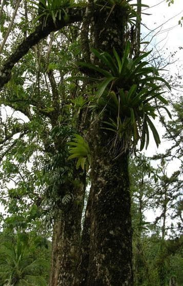 Gmelina arborea 14