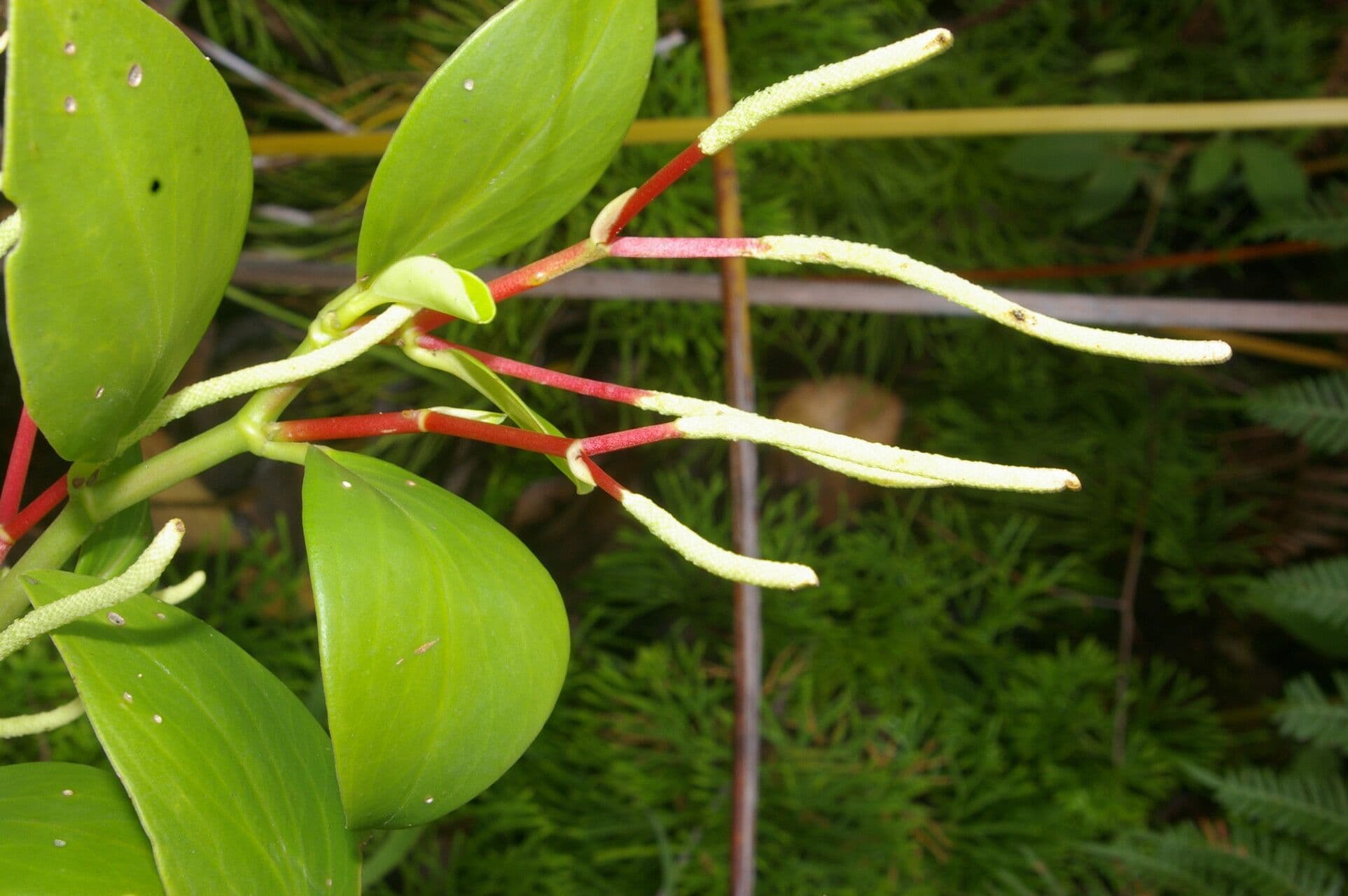 Pseudoalpine Zwergpfeffer 7