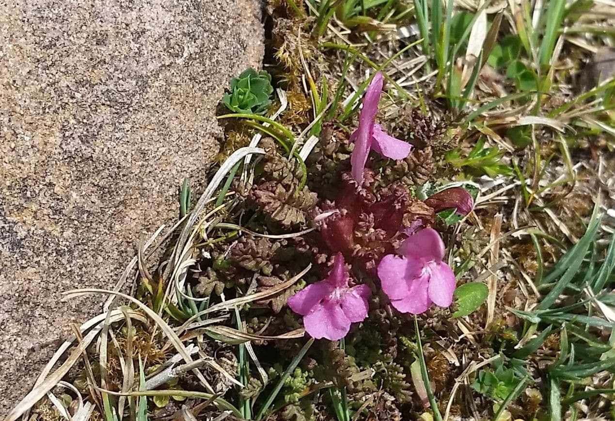 Vrbina pyrenejská 7