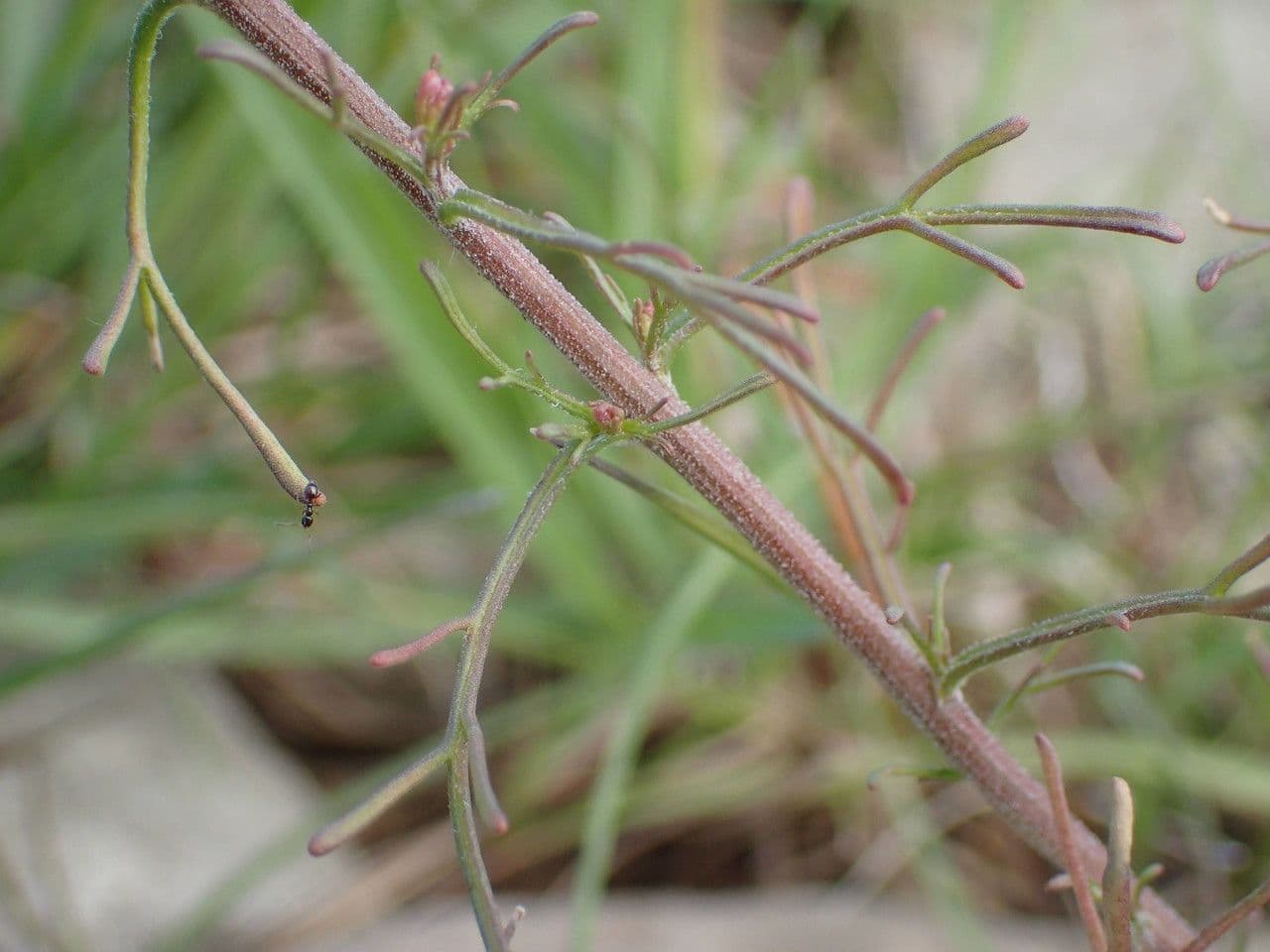 Iberis pinnata 23