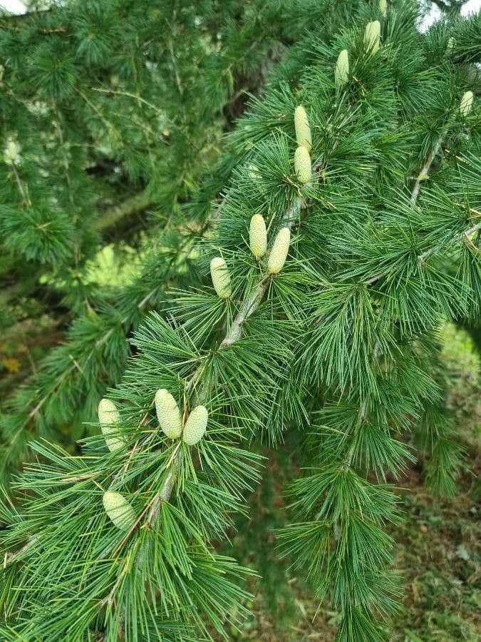 Cedro dell'Himalaya 20
