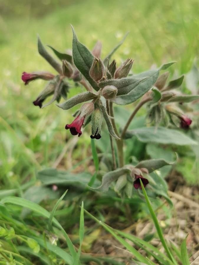 Nonea pulla 3