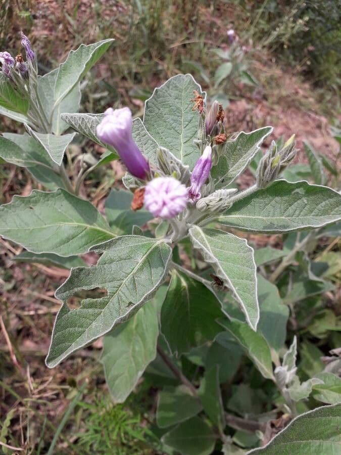 Astripomoea 3