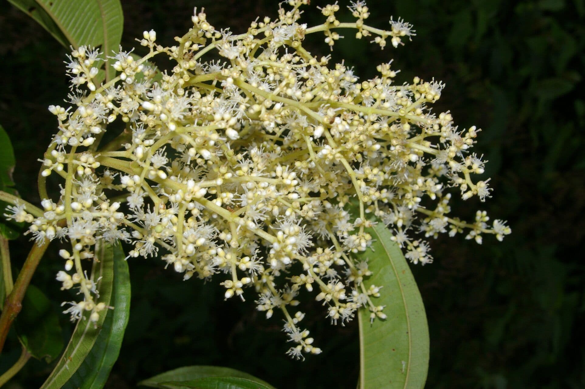 Miconia 5
