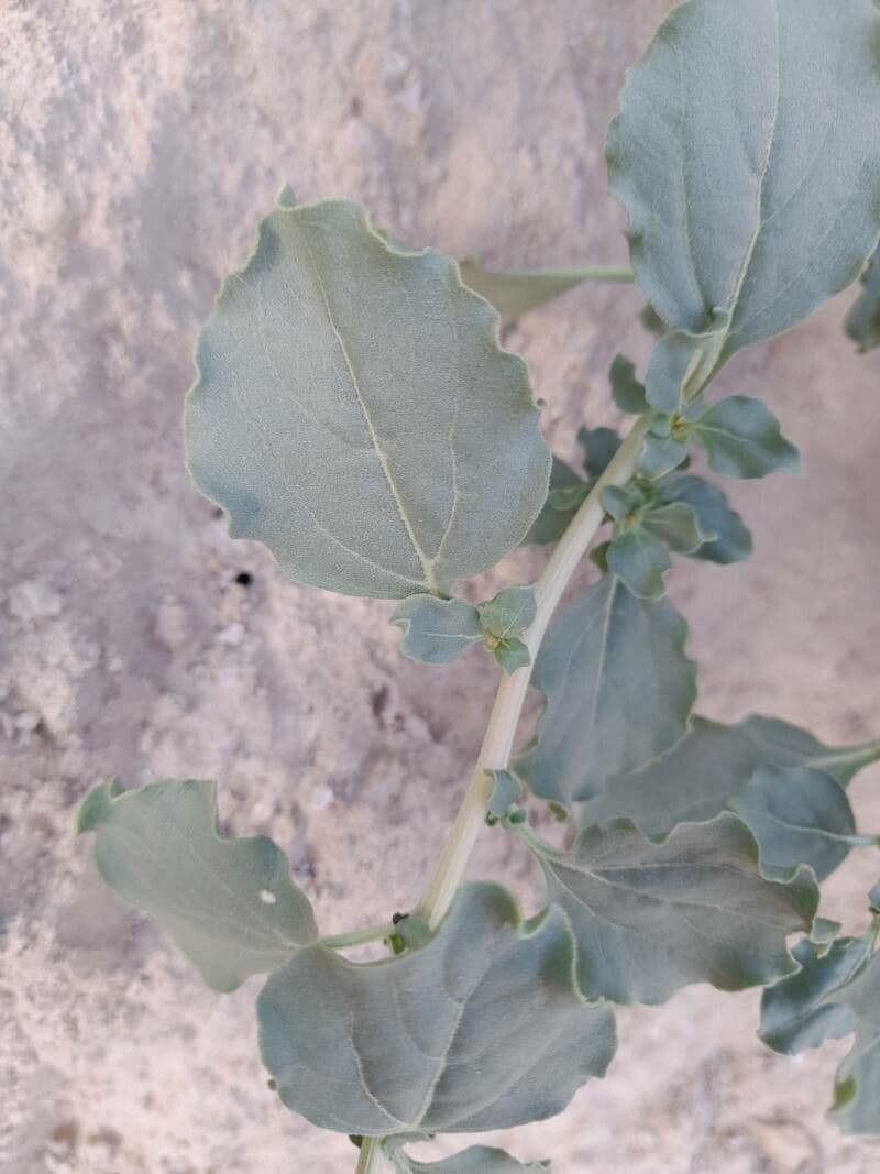 Semenec 8