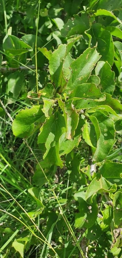 Sesamothamnus 15