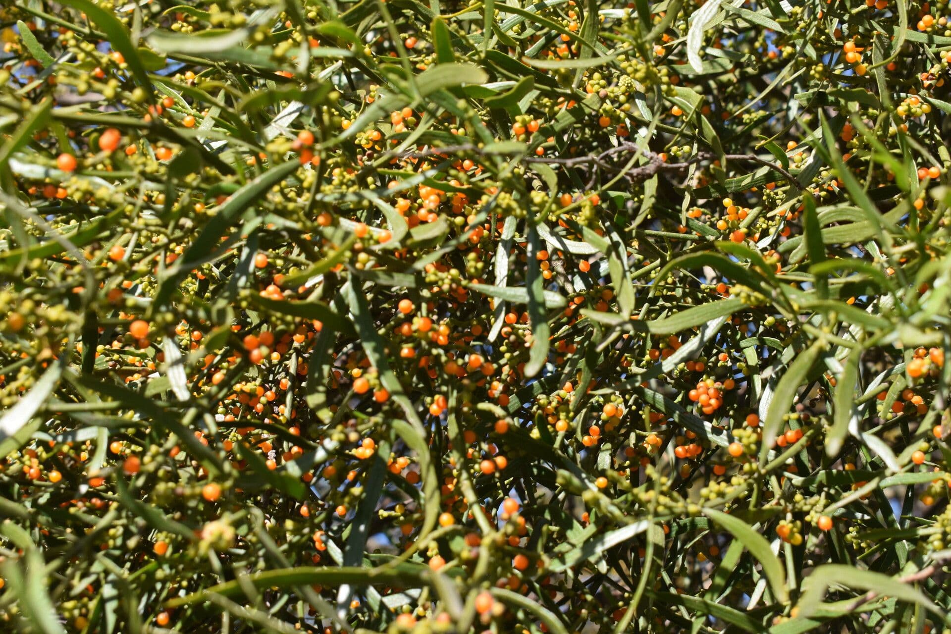 Phoradendron 9