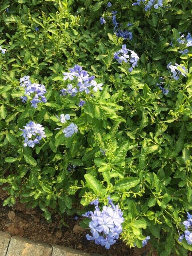 Plumbago auriculata 16