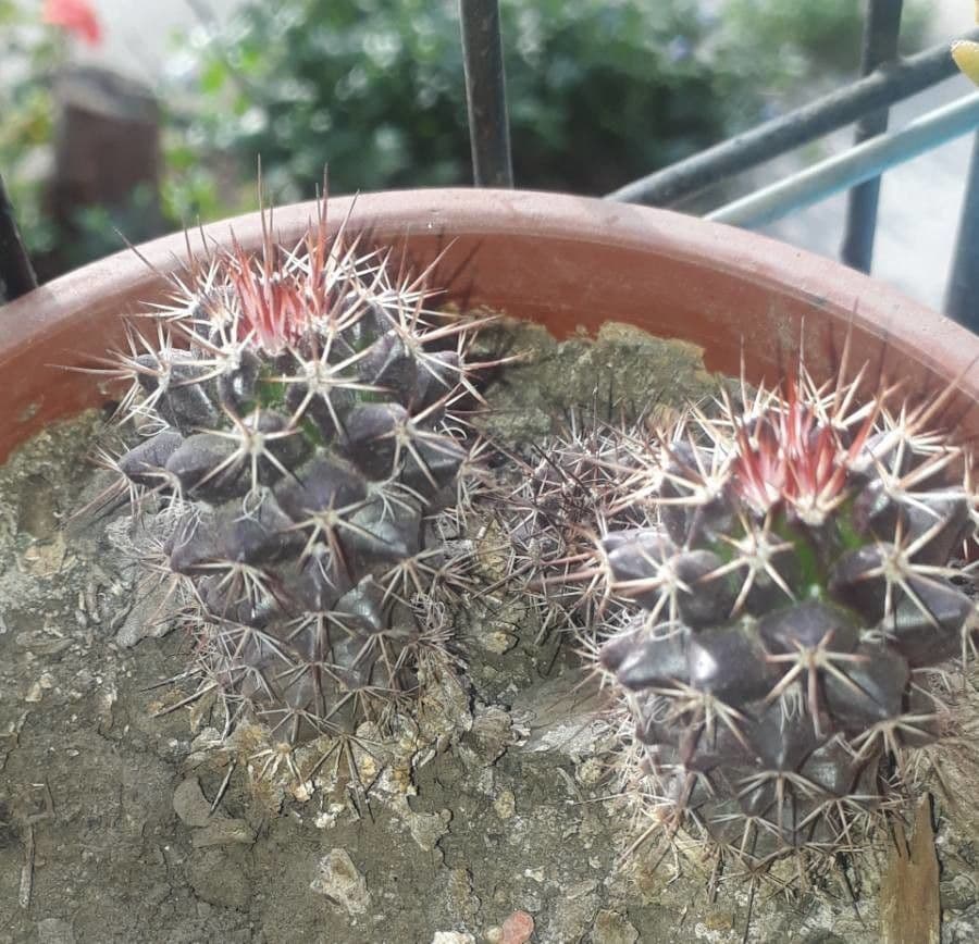 Cactus coussin de Backeberg 15