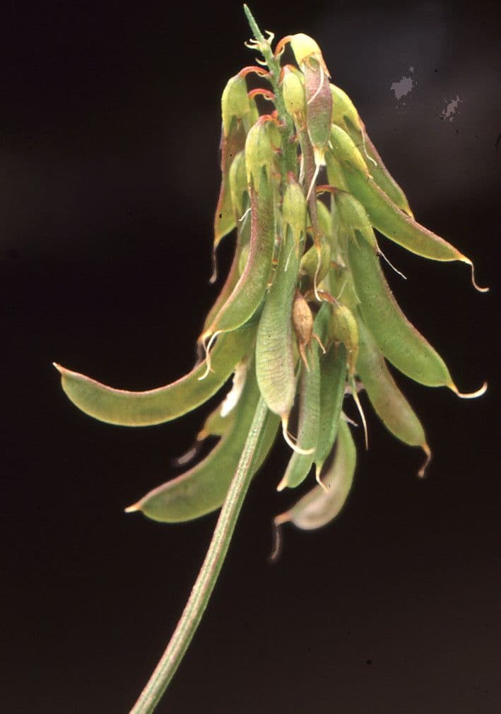 Fenugrec 5