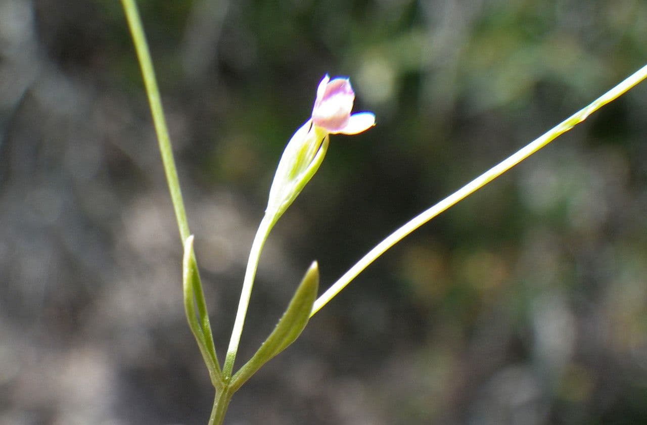 Exaculum 3