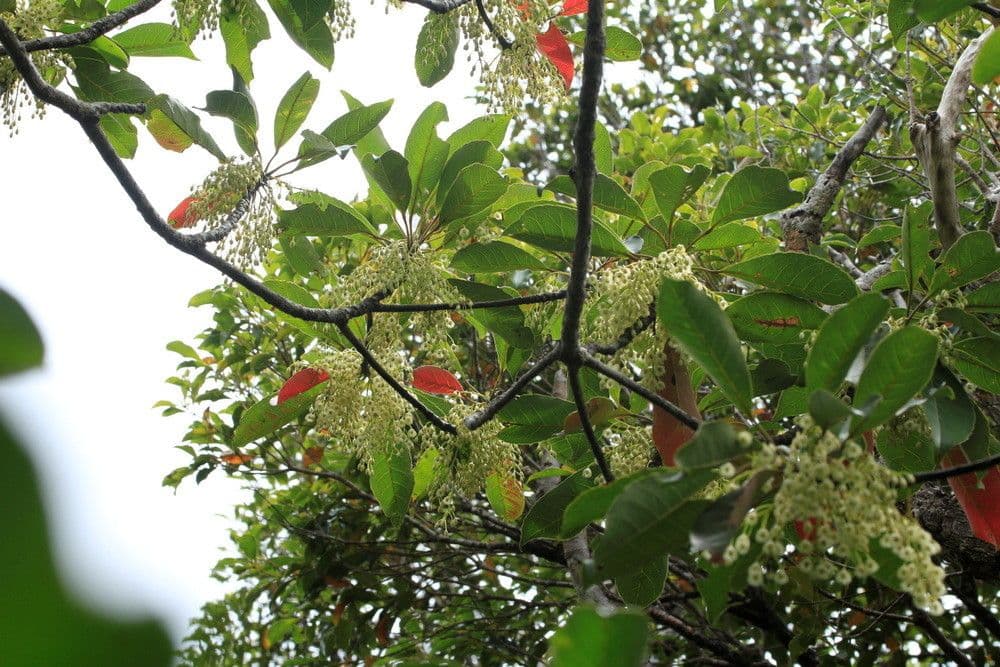 Elaeocarpus 6