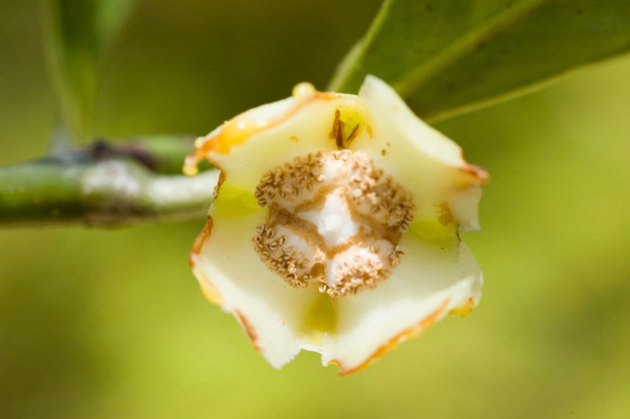 Vieillard's Garcinia
