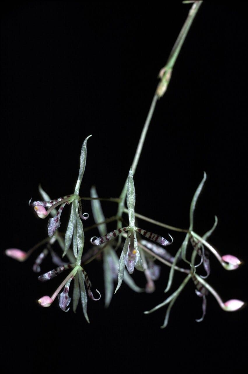 Macroclinium 3