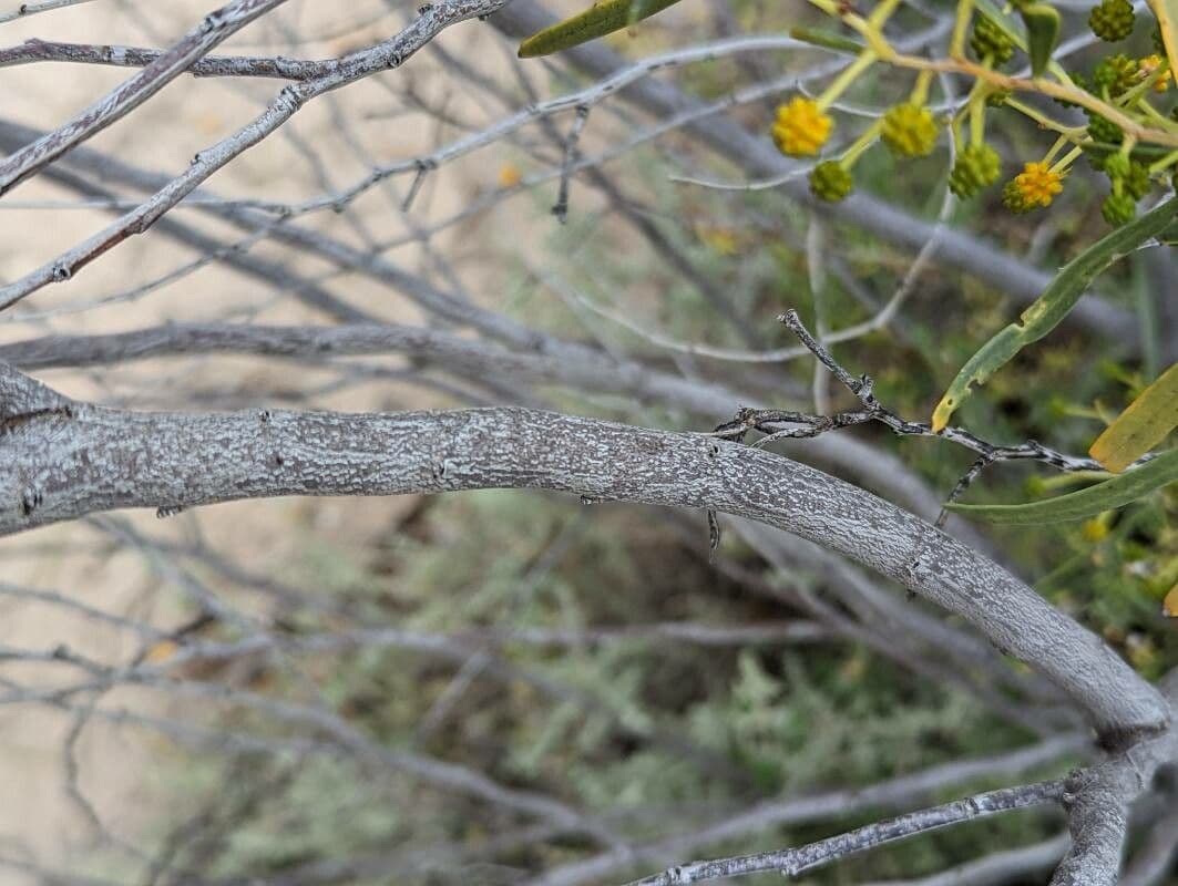 Acacia ligulata 14