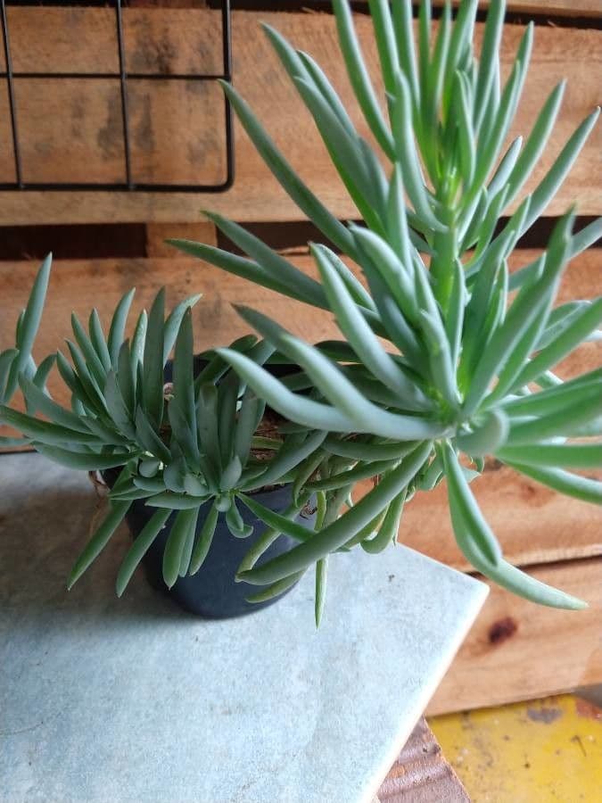 Dudleya 5