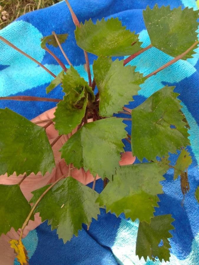 Castagna d'acqua 16