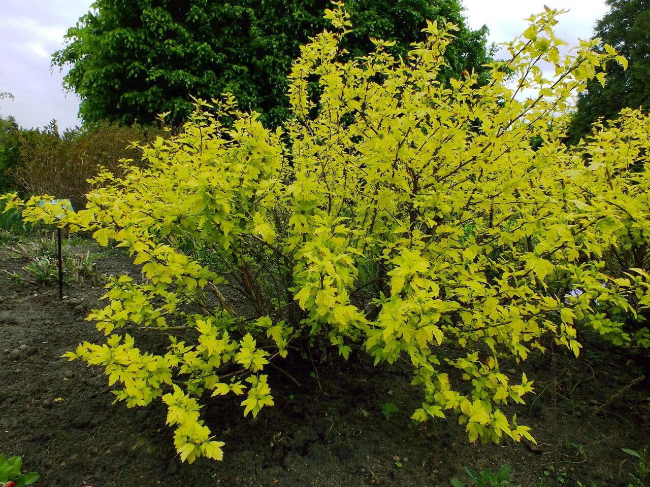 Potočnice strední 12