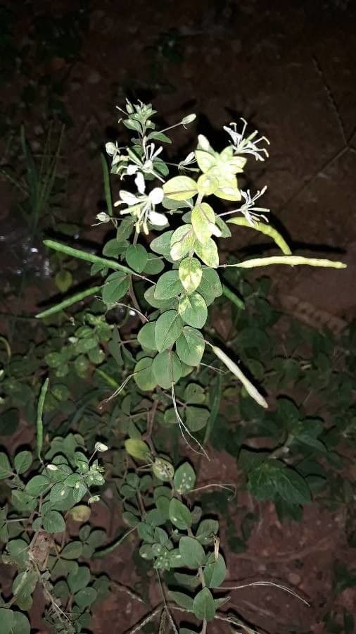 Fiore ragno spinoso 5