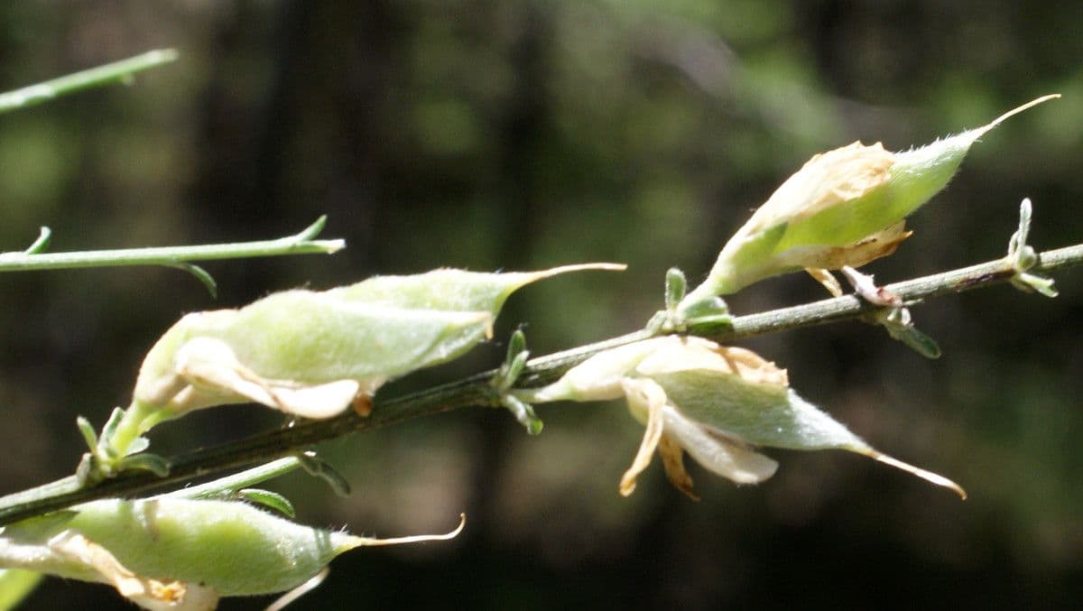 Ginestra cenerina 5