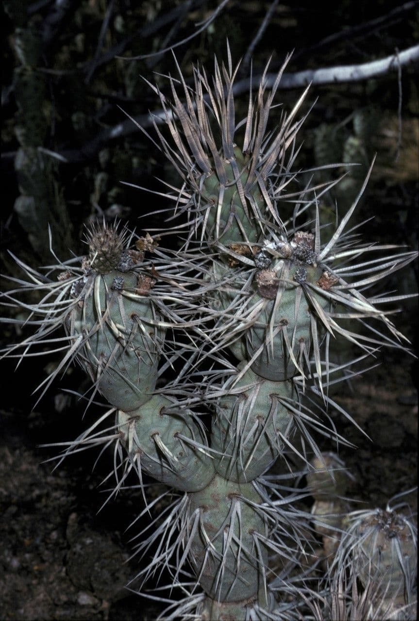 Maihueniopsis 9