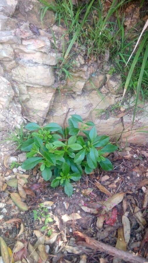 Talinum paniculatum 15