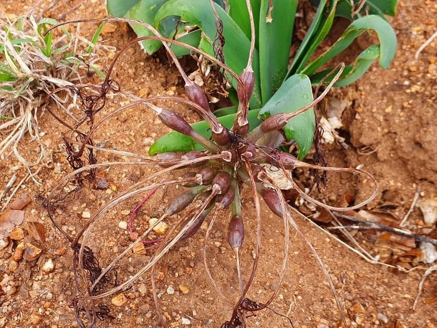 Ammocharis