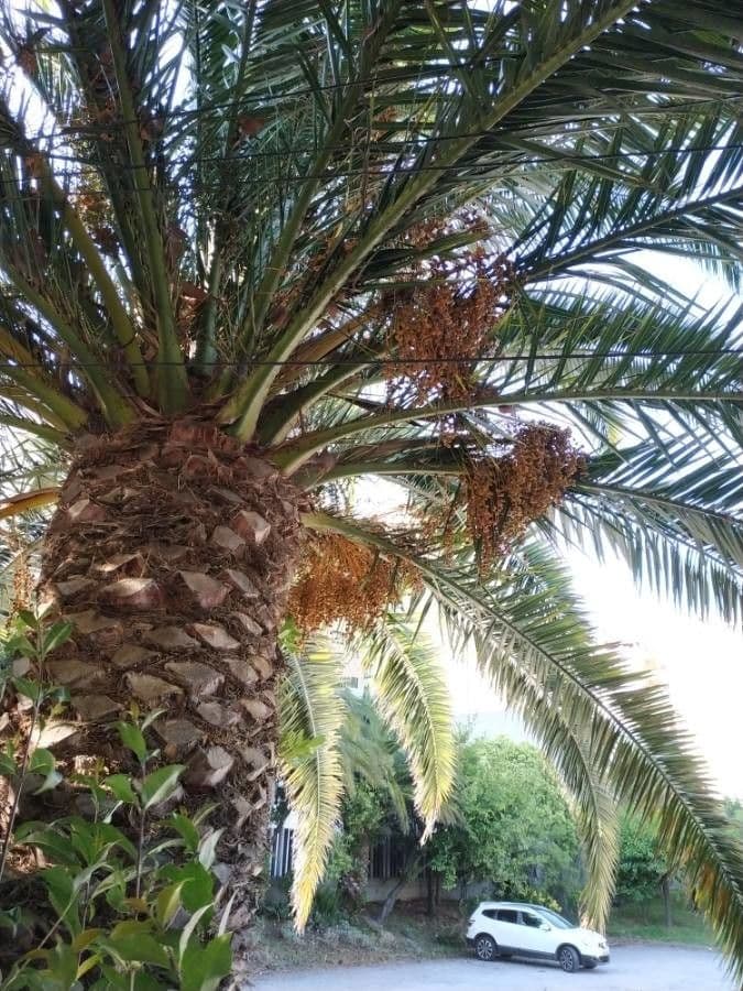 Palma da datteri 29