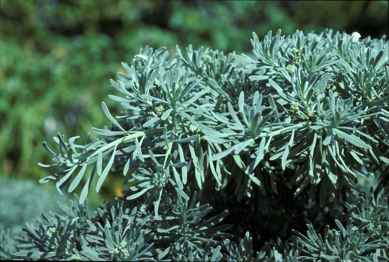 Duftende Tournefortia