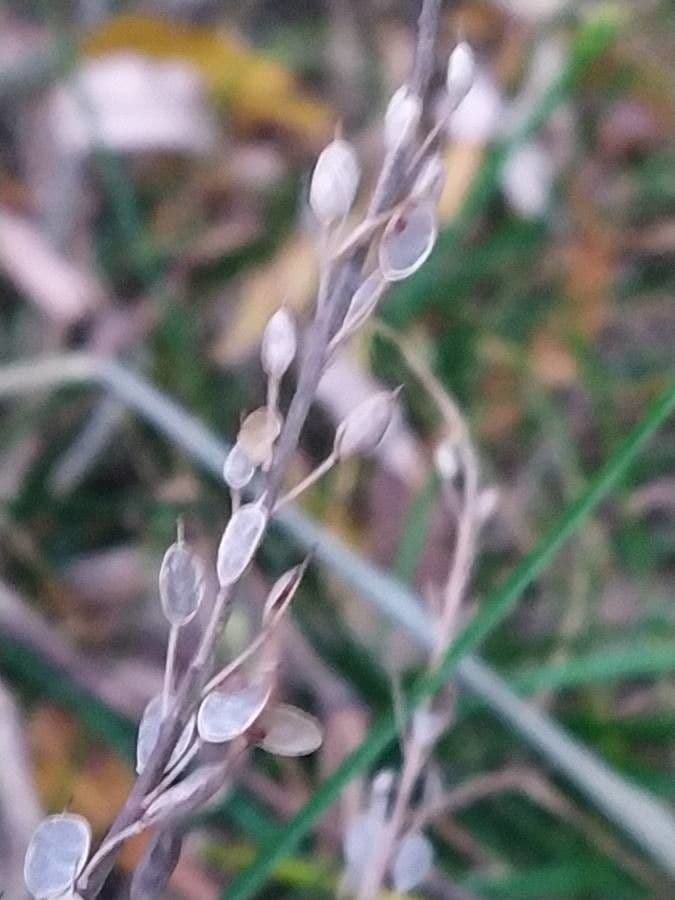 Draba incana 13
