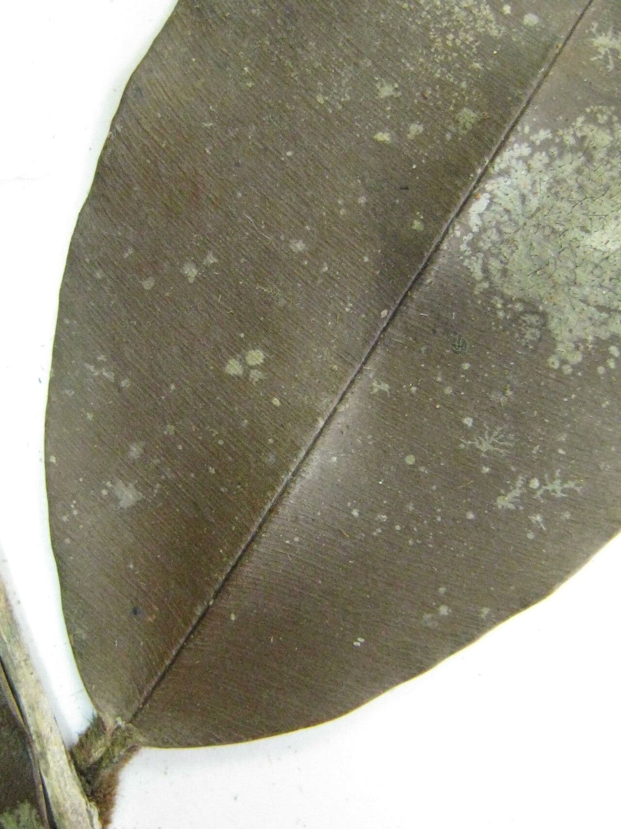 Micropholis 5